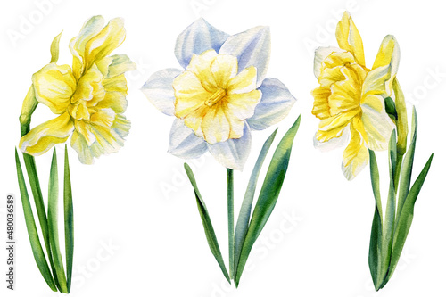 Flowers daffodils on isolated white, watercolor drawing, botanical painting, spring flower
