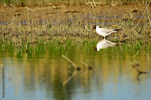 The laughing gull is a species of caradriform bird in the Laridae family. photo