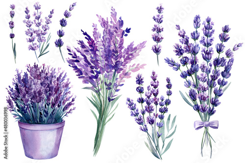 flowers lavender on isolated white  watercolor drawing  botanical painting  spring flora