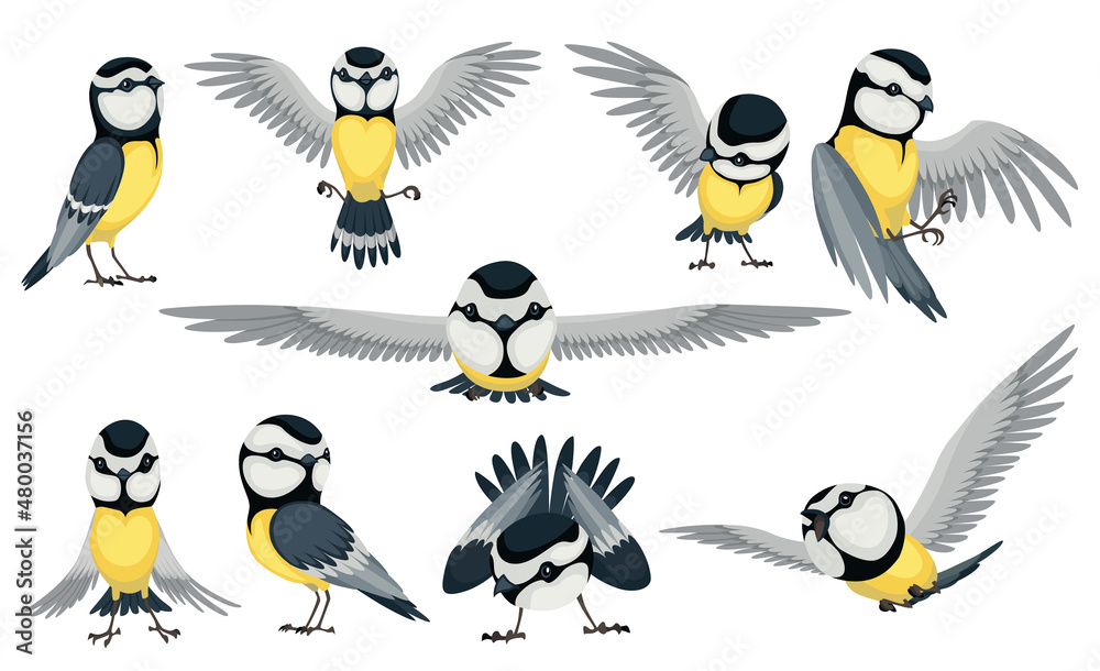Tit bird set in different position. Titmouse bird in cartoon flat style beautiful character. Vector illustration isolated on white background Tit bird set in different position. Titmouse bird in cartoon flat style beautiful character. Vector illustration isolated on white background
