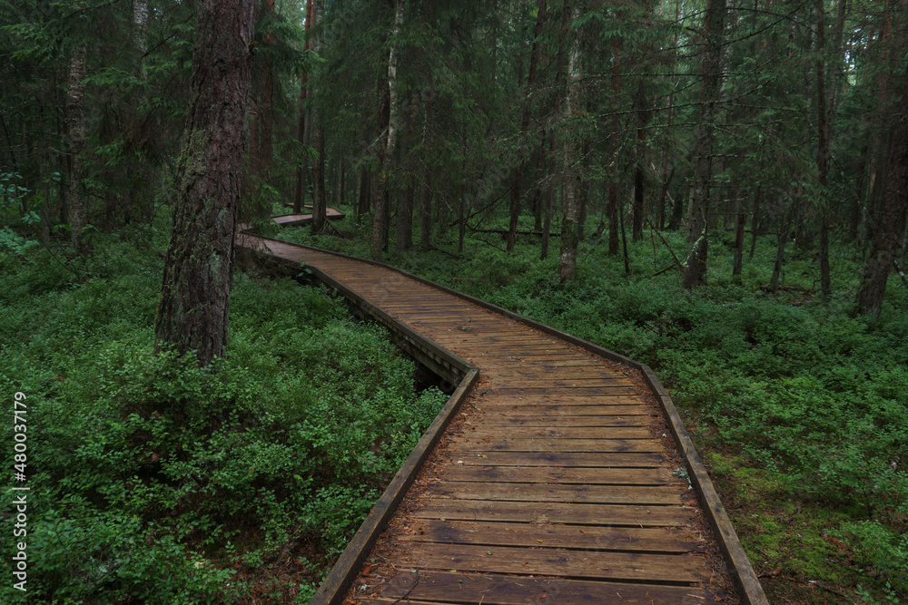 Wooden trail for hiking in the forest reserve