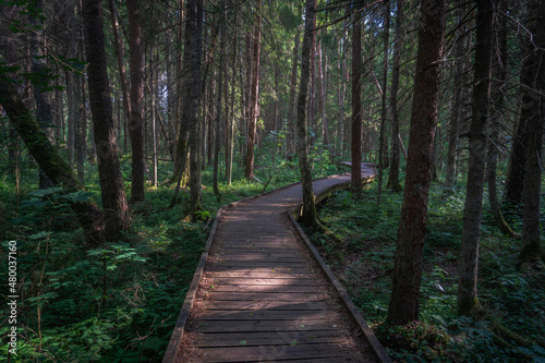 Wooden walking trail in a beautiful forest