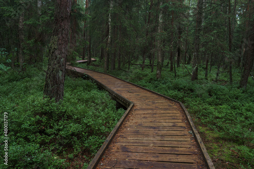 Wooden trail for hiking in the forest reserve
