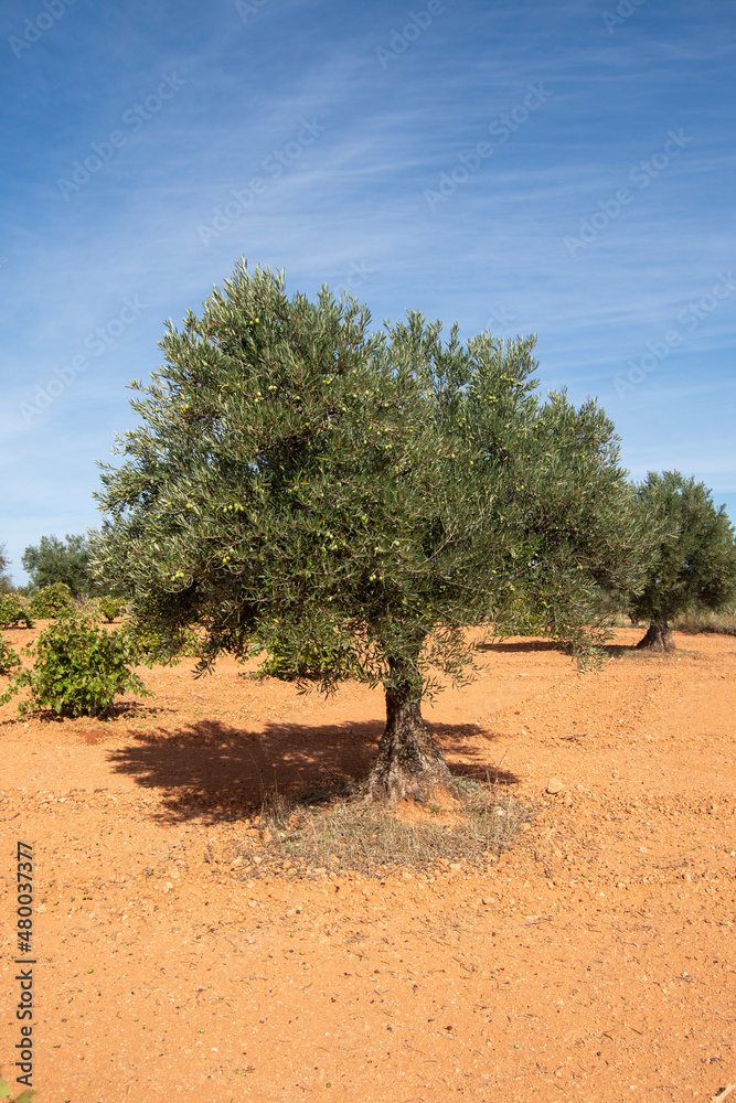 Olivos fuente de aceite de oliva virgen extra Olivos fuente de aceite de oliva virgen extra