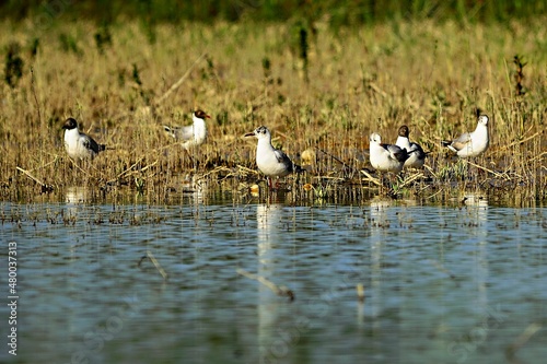 The laughing gull is a species of caradriform bird in the Laridae family. photo