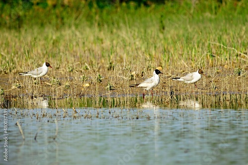 The laughing gull is a species of caradriform bird in the Laridae family. photo