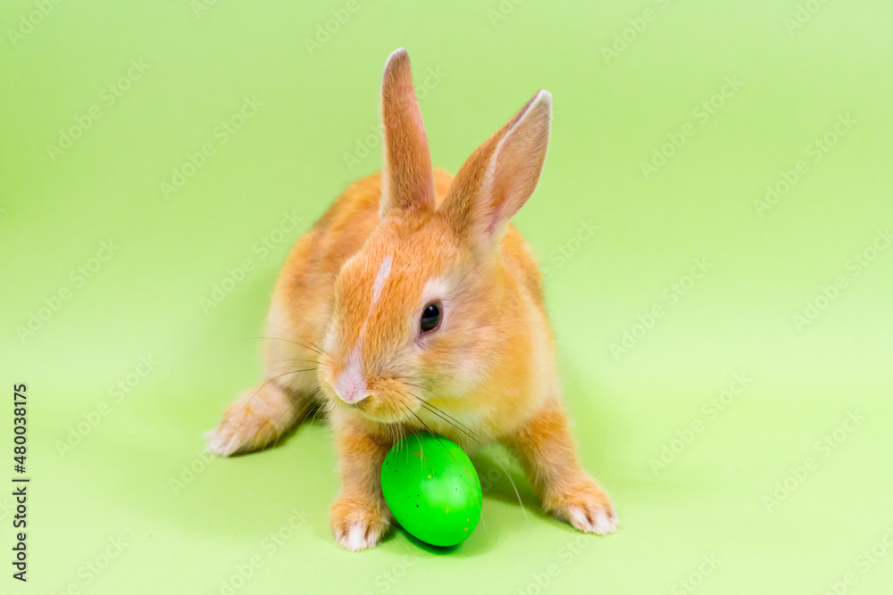 Obraz premium Easter bunny close-up with a green colored egg on a green background. Easter holiday concept.