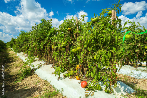 Tomato Field
