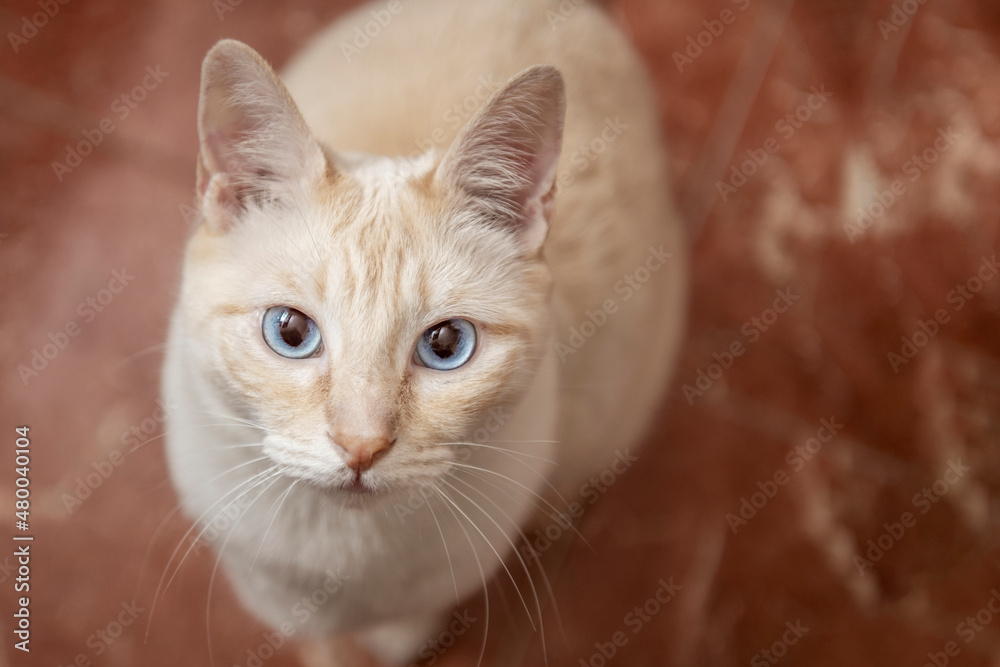 White cat with big blue eyes and curious look