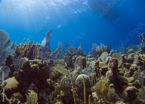 Coral reef of Roatan and Utila, Honduras
