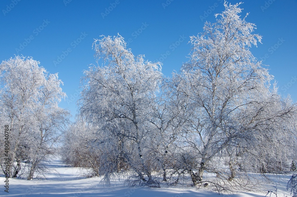 Frozen trees in Siberia in Russia Frozen trees in Siberia in Russia