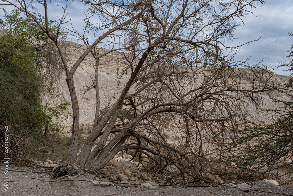 View of a lonely and leafless desert tree in  Nahal [Wadi] David at Ein Gedi Nature Reserve in Judean Desert, Israel. 