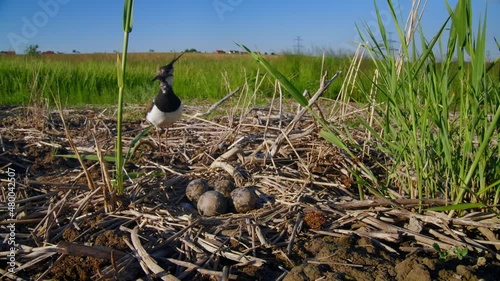 Northern lapwing (Vanellus vanellus) incubating eggs in nest, breeding in the field