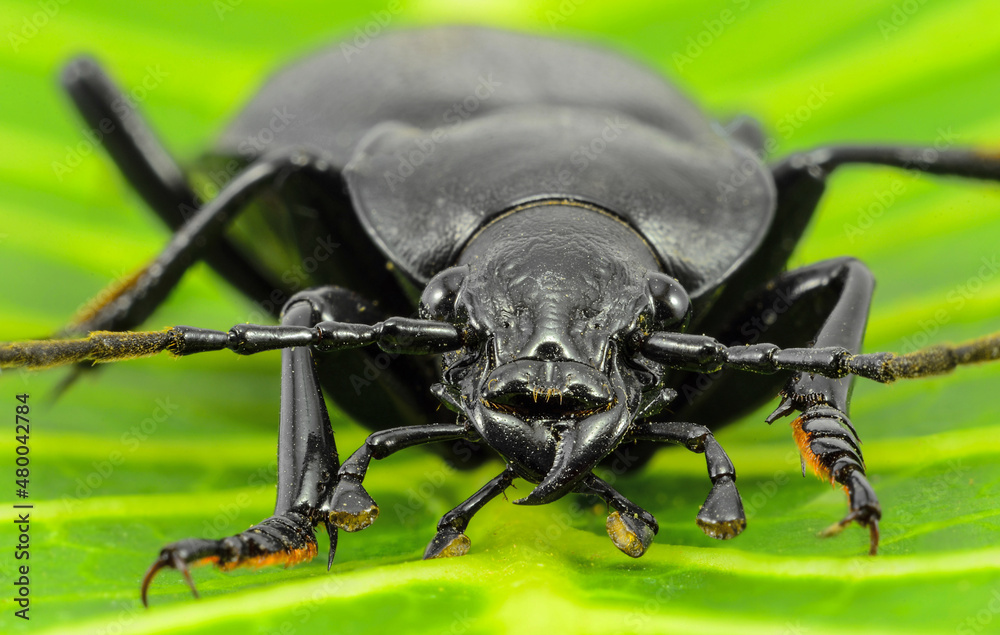 Fotografie Big black beetle macro - front view , big fangs - black bug on a leaf