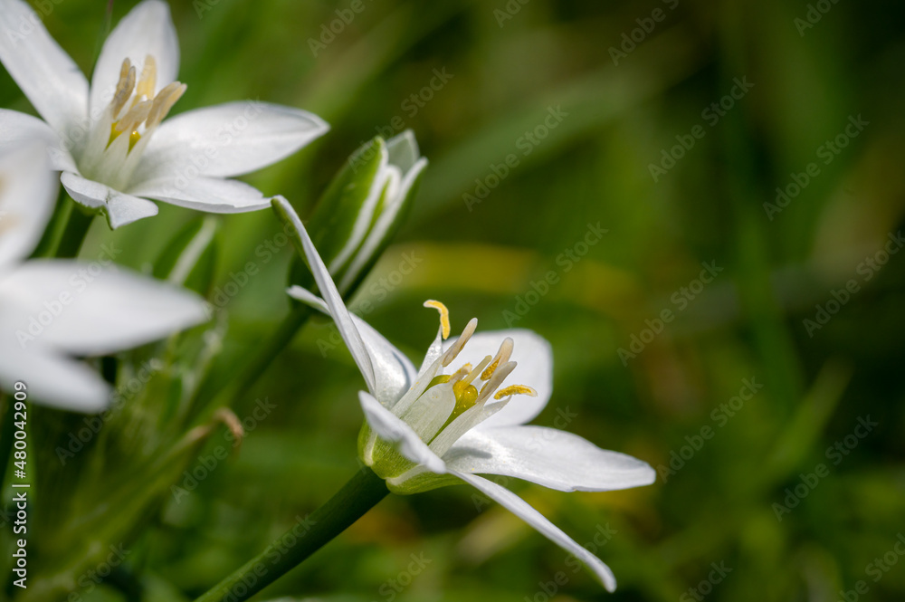 Star of Bethlehem, Ornithogalum umbellatum, wild flower Star of Bethlehem, Ornithogalum umbellatum, wild flower