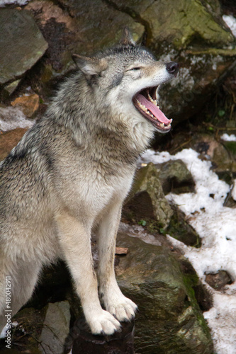 Portrait of a grey wolf yawning 