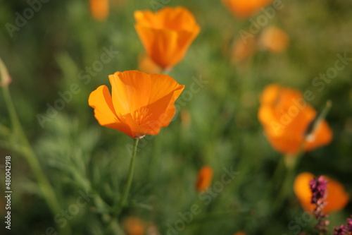 Closeup of orange eschscholzia flower in the field