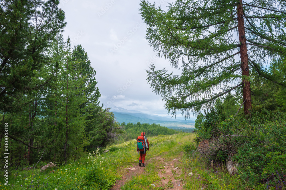 Traveling man in red with big backpack on forest hill with beautiful view to high mountains in low clouds. Backpacker walks through conifer forest to large mountains under cloud sky. Tourist in forest