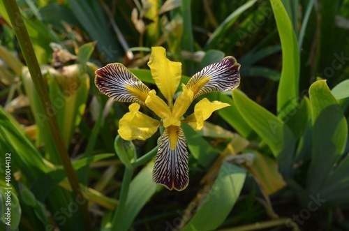 Blooming Hungarian iris, scientific name Iris variegata