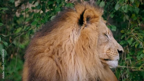 Southwest African lion (Panthera leo bleyenberghi) wise look, smart intelligent animal portrait photo