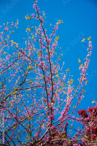 blossom in spring