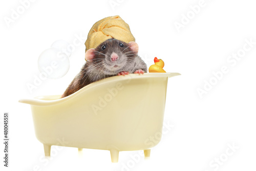 Fotografie, Obraz Rat in the bathtub wearing  towel turban on head