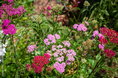 Billede på lærred Ornamental yarrow, Cerise Queen, flowering in a cottage garden in summer, is great for cut flowers and bouquets