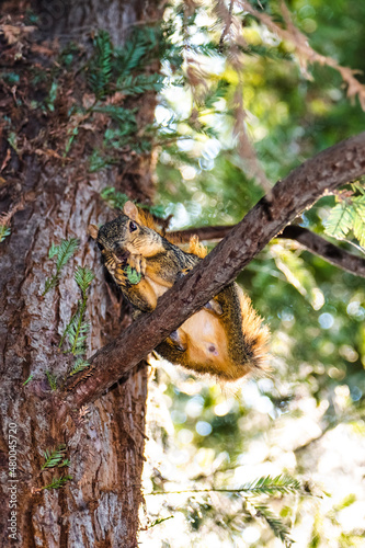 squirrel in the tree eating a nut 