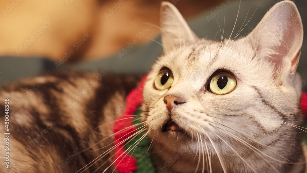 Adorable cute cat in christmas costume getting curious at something. Macro shot and focus at the eyes. Beautiful Closeup portrait shot. Big eyes. Holidays background with warm in winter feeling.