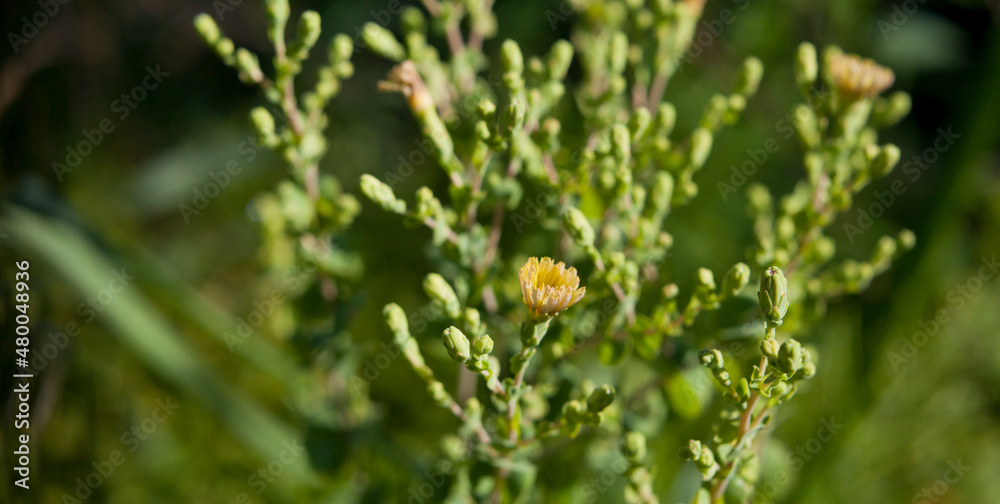 Lettuce flowering in the vegetable garden -  yellow delicate flowers of edible crop, turns bitter when start to bolt.