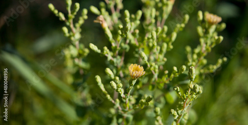 Fototapeta Naklejka Na Ścianę i Meble -  Lettuce flowering in the vegetable garden -  yellow delicate flowers of edible crop, turns bitter when start to bolt.