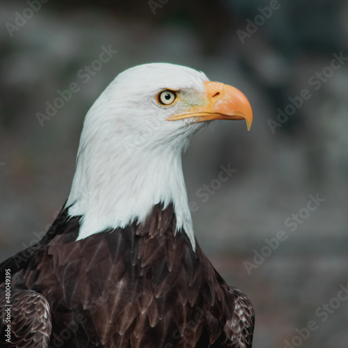 american bald eagle