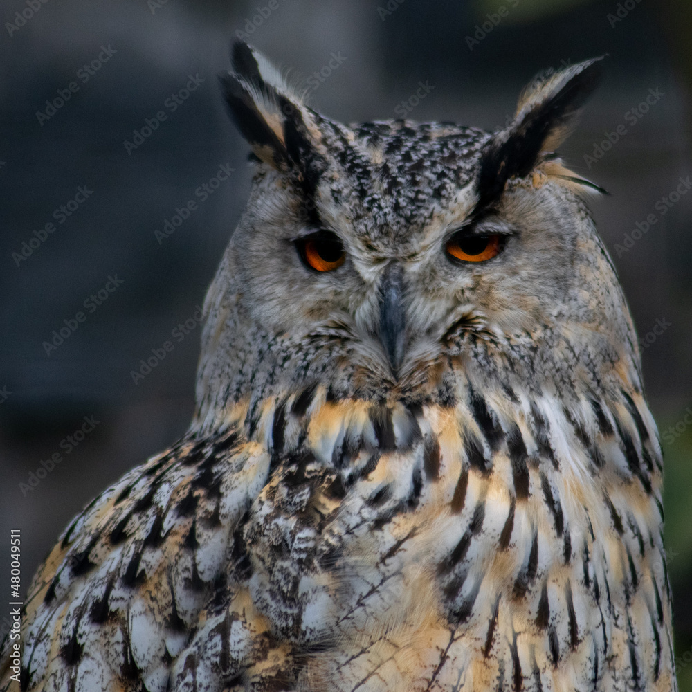 Fototapeta premium great horned owl