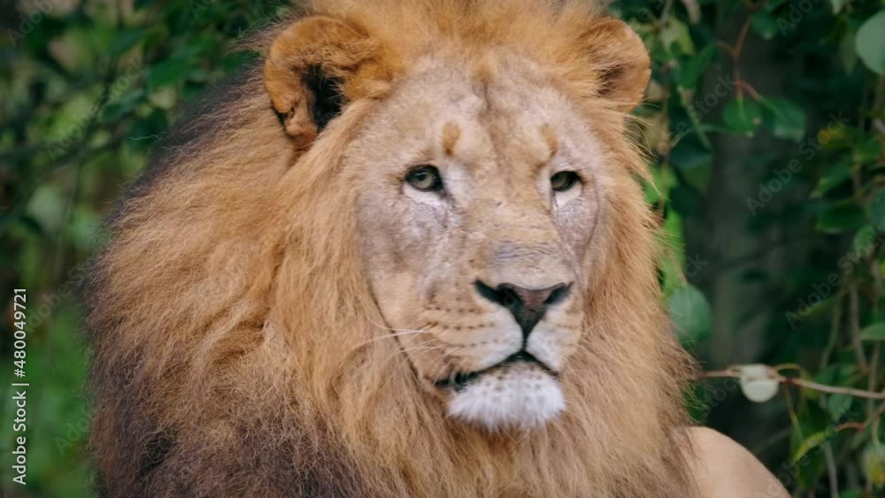 Southwest African lion (Panthera leo bleyenberghi) wise look, smart intelligent animal portrait Southwest African lion (Panthera leo bleyenberghi) wise look, smart intelligent animal portrait
