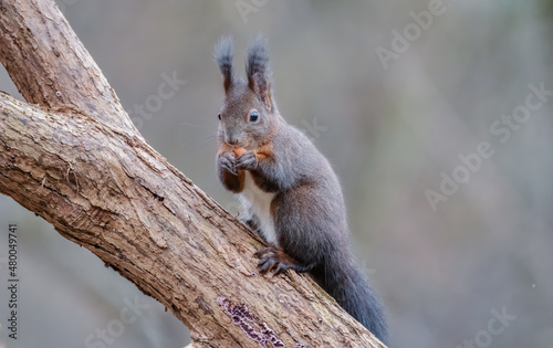 eichhörnchen, tier, baum, natur, rot, nager, wild, wild lebende tiere,  © Oliver