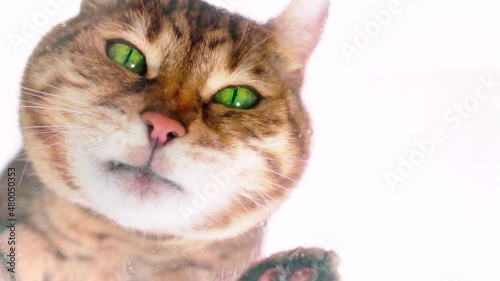 Bengal cat licking water from glass. Creative idea, unusual view. Shot at 120 fps from the bottom up through transparent glass.