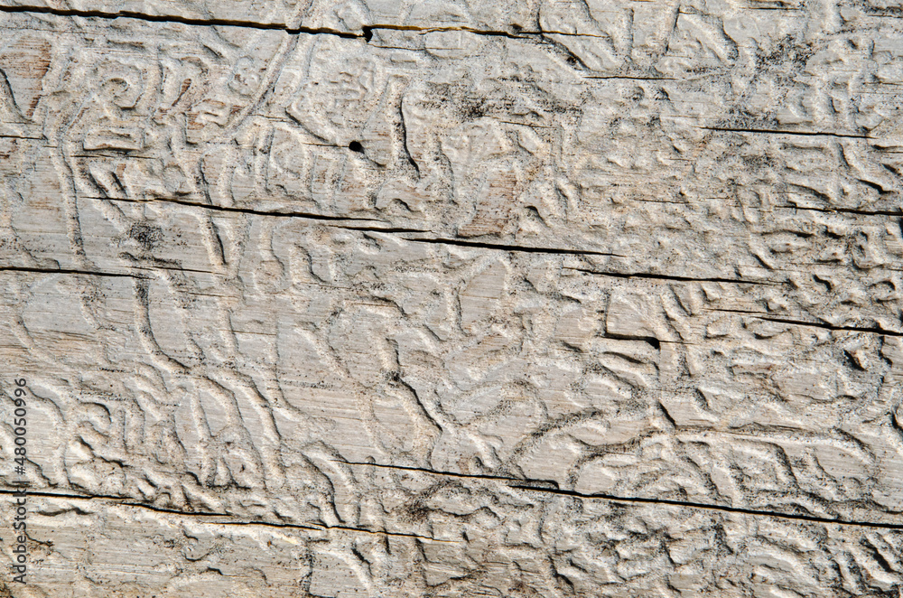texture of bark wood use as natural background texture of bark wood use as natural background