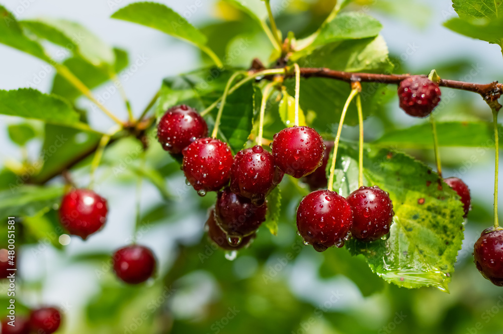 Blurred image of ripe cherries on a branch with water droplets after rain. Blurred image of ripe cherries on a branch with water droplets after rain.