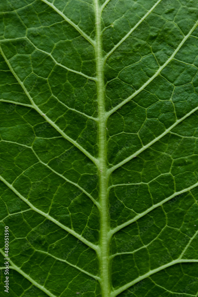 Blurred macro image of a green leaf. Natural green background. Blurred macro image of a green leaf. Natural green background.