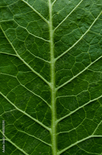 Blurred macro image of a green leaf. Natural green background.