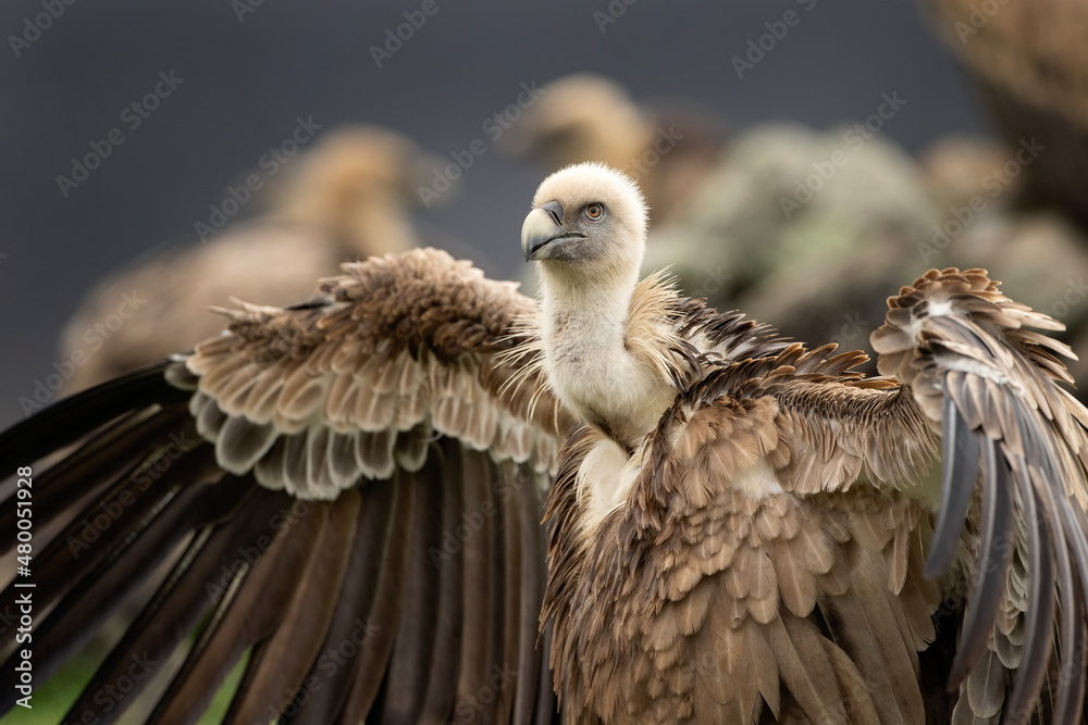 Griffon vultures in the Rhodope mountains. Scavengers looking for food in winter time. Bulgaria wildlife. Griffon vultures in the Rhodope mountains. Scavengers looking for food in winter time. Bulgaria wildlife.
