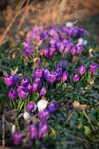 Spring Purple Tulips