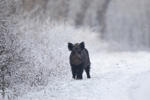 Wild boar standing in forest on snow