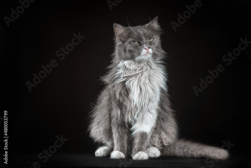 gray and white shaggy cat on a black background photo