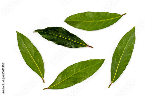 Bay Leaves- Medicinal and Aromatic Plant