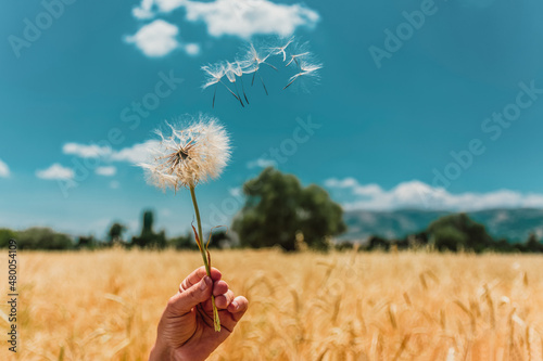 White flower dandelion with flying feathers on blow