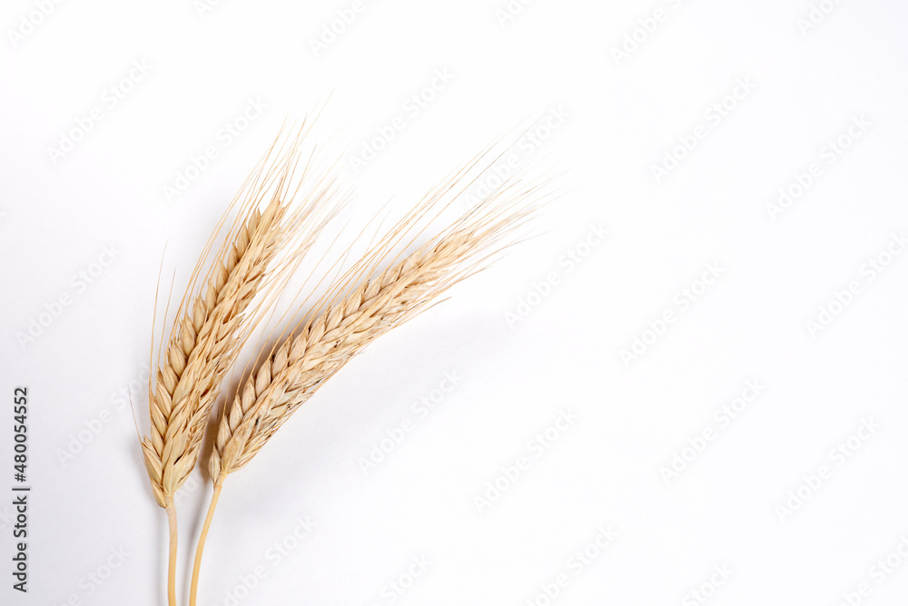 Gold wheat spikelets isolated on white background Gold wheat spikelets isolated on white background