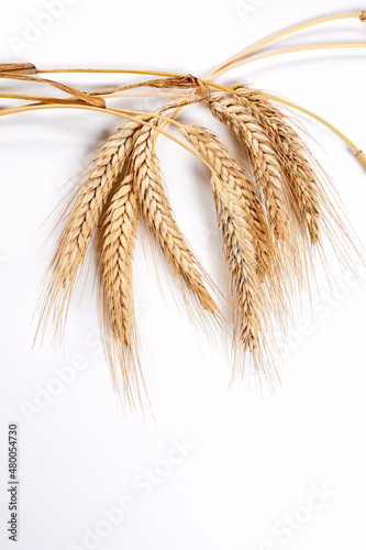 Gold wheat spikelets isolated on white background