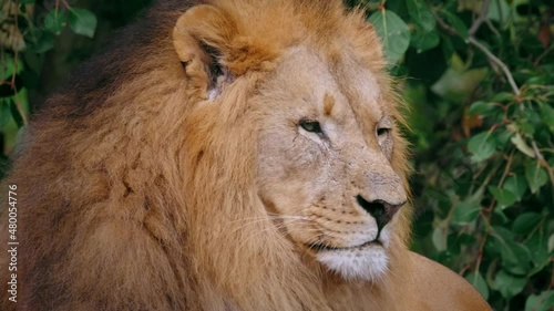 Southwest African lion (Panthera leo bleyenberghi) couple, romantic cat lovers photo