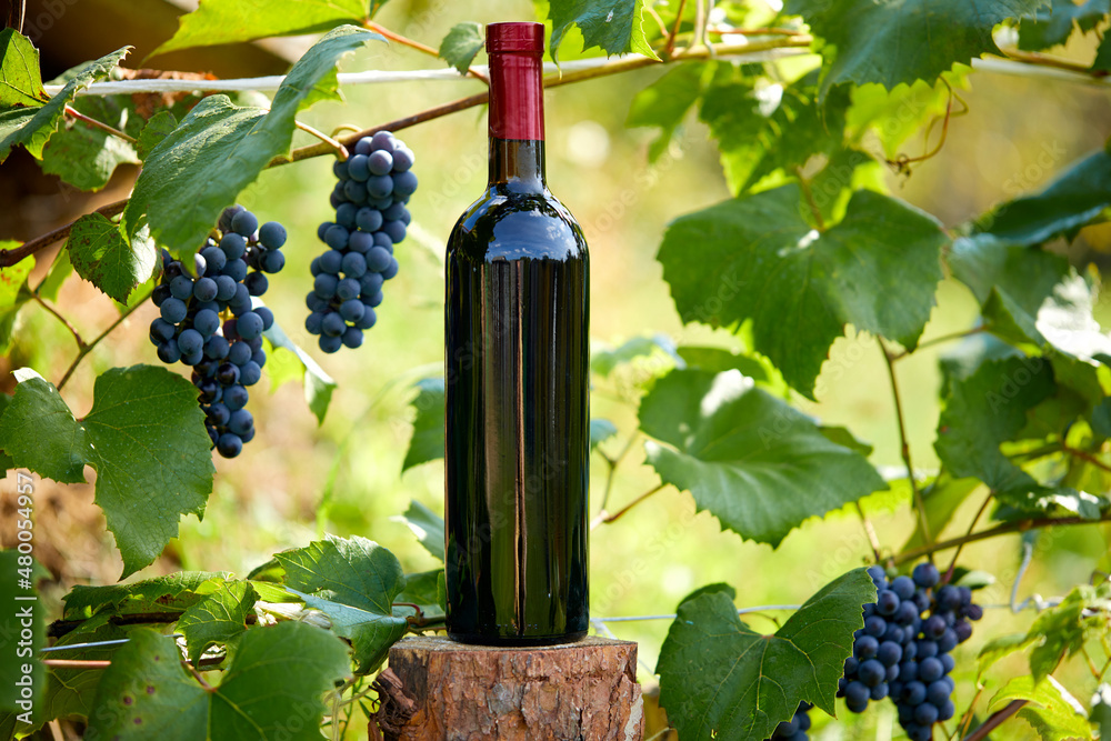 Grape vineyard growth in wine grapes.